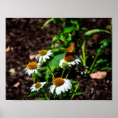 Variegated Fritillary Butterfly Poster (Voorkant)