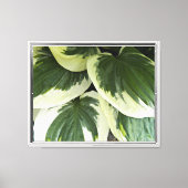 Variegated Hosta Plant Floral Canvas Afdruk (Voorkant)