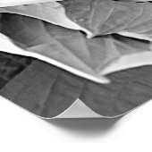 Variegated Hosta Zwart-wit Bloemen Poster (Hoek)