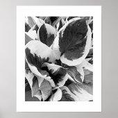 Variegated Hosta Zwart-wit Bloemen Poster (Voorkant)