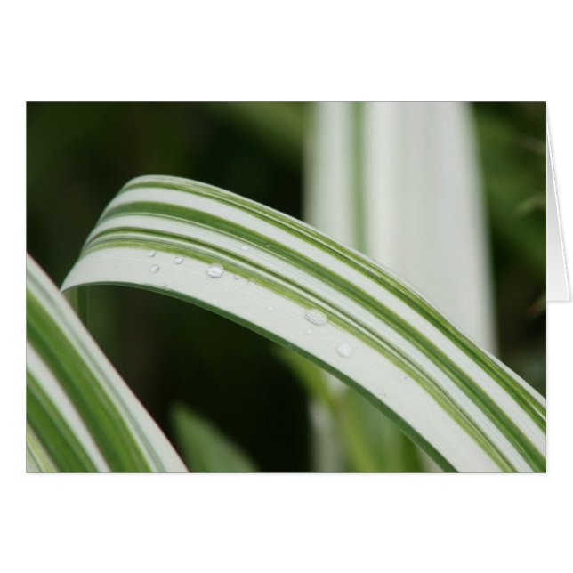 Variegated Kwanzo Daylily (Voorkant Horizontaal)