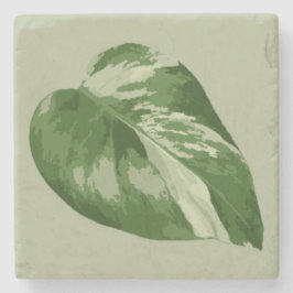 Variegated Monstera Leaf – Real Plant Art Stenen Onderzetter