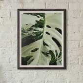 Variegated Monstera Plant Botanisch Poster