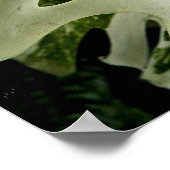 Variegated Monstera Plant Botanisch Poster (Hoek)