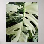 Variegated Monstera Plant Botanisch Poster (Voorkant)