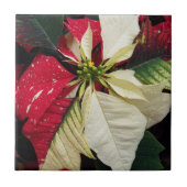 Variegated Poinsettia Floral Holiday Tegeltje (Voorkant)