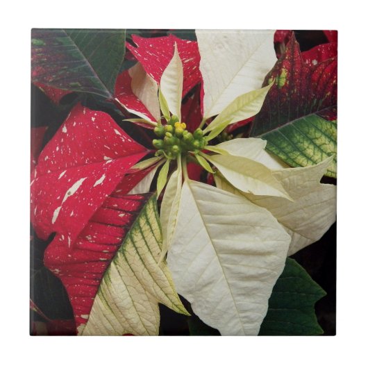 Variegated Poinsettia Floral Holiday Tegeltje (Voorkant)