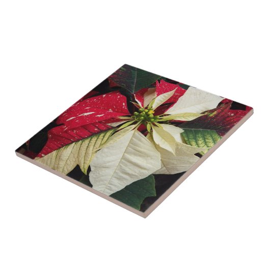 Variegated Poinsettia Floral Holiday Tegeltje (Zijkant)