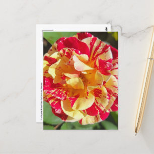 Variegated Red & Yellow Rose Briefkaart