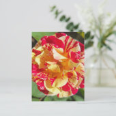 Variegated Red & Yellow Rose Briefkaart (Staand voorkant)