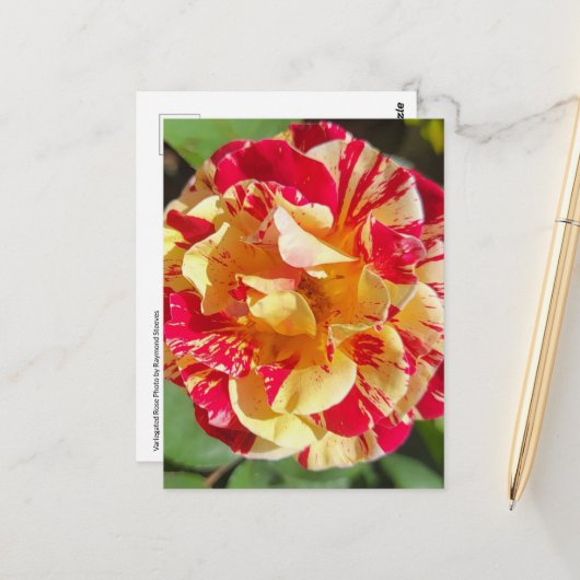 Variegated Red & Yellow Rose Briefkaart (Voorkant / Achterkant in situ)