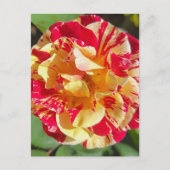Variegated Red & Yellow Rose Briefkaart (Voorkant)