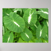 Variegated Taro Poster (Voorkant)