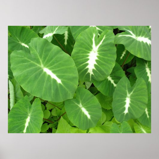 Variegated Taro Poster (Voorkant)