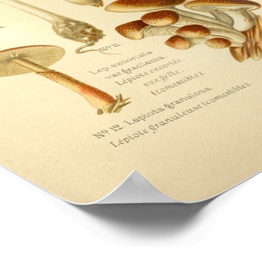 variëteit Bruine paddenstoelen Kunst Afdrukken Fr Poster (Hoek)