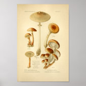 variëteit Bruine paddenstoelen Kunst Afdrukken Fr Poster (Voorkant)
