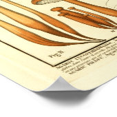  variëteit van bruine paddenstoelen, Franse afdruk Poster (Hoek)