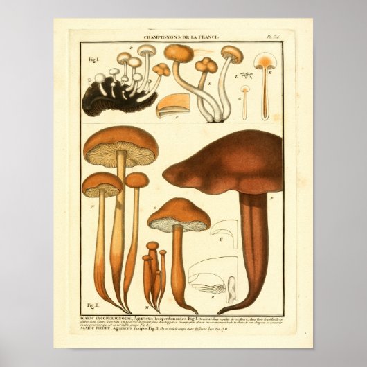 variëteit van bruine paddenstoelen, Franse afdruk Poster (Voorkant)