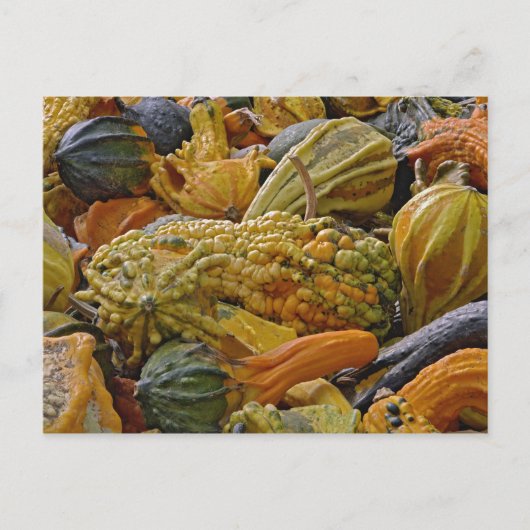 Variëteit van pompoen briefkaart (Voorkant)