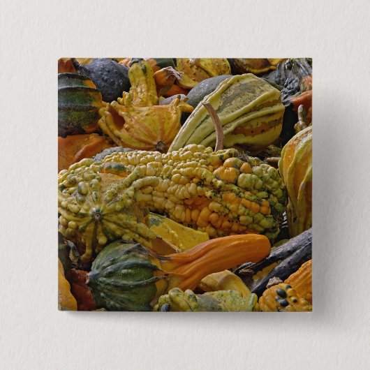 Variëteit van pompoen vierkante button 5,1 cm (Voorkant)