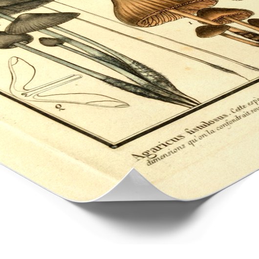  variëteiten van bruine paddenstoelen, Franse afdr Poster (Hoek)