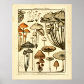  variëteiten van bruine paddenstoelen, Franse afdr Poster (Voorkant)