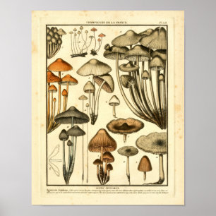  variëteiten van bruine paddenstoelen, Franse afdr Poster