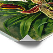 Varieties van Orchids lithografisch door Ernst Hae Poster (Hoek)