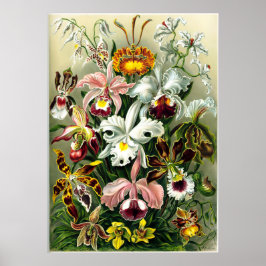 Varieties van Orchids lithografisch door Ernst Hae Poster