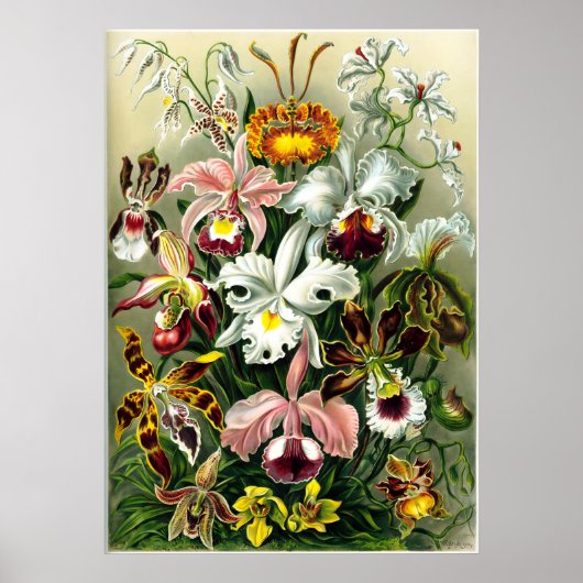 Varieties van Orchids lithografisch door Ernst Hae Poster (Voorkant)