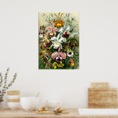 Varieties van Orchids lithografisch door Ernst Hae Poster (Keuken)