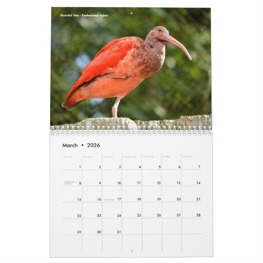 Various animals of South America Calendar Kalender (Mar 2026)