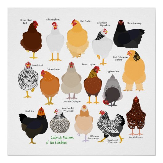 various colors&patterns chickens poster (Voorkant)