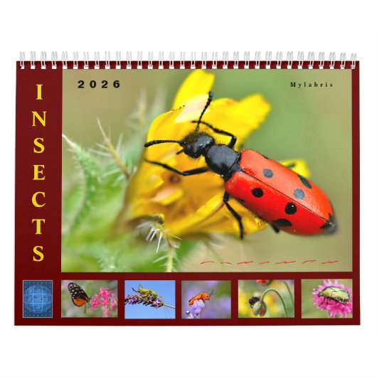 Various insects 12 month calendar kalender (Hoes)