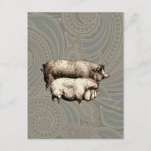 Varken Boerderij Land Antiek Illustratie Art Briefkaart