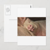 varken briefkaart (Voorkant / Achterkant)