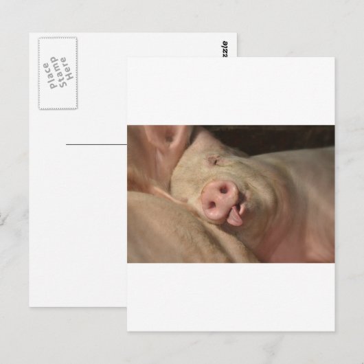 varken briefkaart (Voorkant / Achterkant)