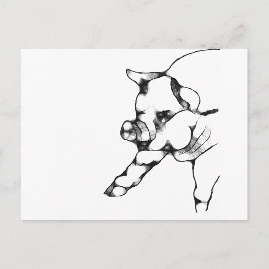 varken briefkaart (Voorkant)