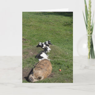 Varken en geiten die in de zon liggen kaart