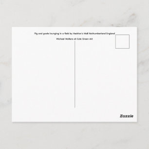 Varken en geiten die in een veld liggen. briefkaart