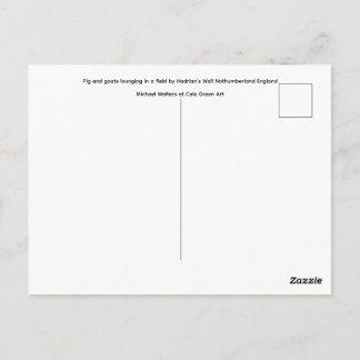 Varken en geiten die in een veld liggen. briefkaart