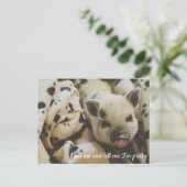 Varken in een Blanket Briefkaart (Staand voorkant)