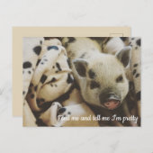 Varken in een Blanket Briefkaart (Voorkant / Achterkant)