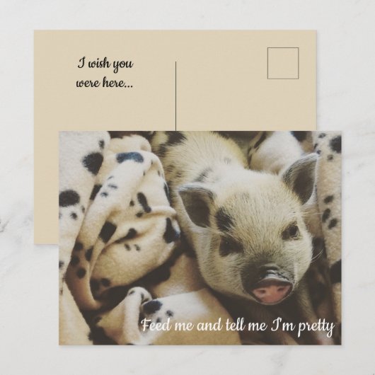 Varken in een Blanket Briefkaart (Voorkant / Achterkant)