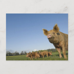 Varken in een veld briefkaart