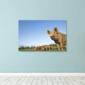 Varken in een veld canvas afdruk (Insitu (Houten vloer))