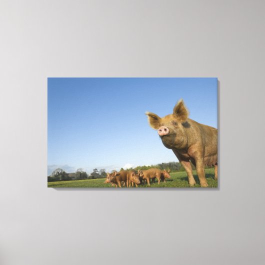 Varken in een veld canvas afdruk (Voorkant)