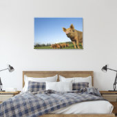 Varken in een veld canvas afdruk (Insitu (Slaapkamer))