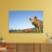 Varken in een veld canvas afdruk (Insitu (Woonkamer))