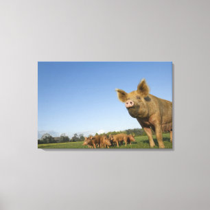 Varken in een veld canvas afdruk